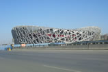 Bird Nest