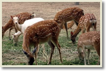 Daxing Ambling and Hiking Trips