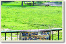 Beijing Nanhaizi Milu Park