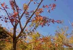 Beigong Forest Park and Marco Polo Bridge