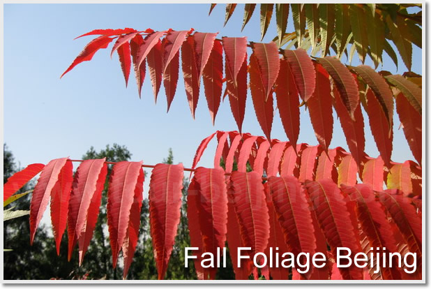 Beijing Fall Foliage Getaways
