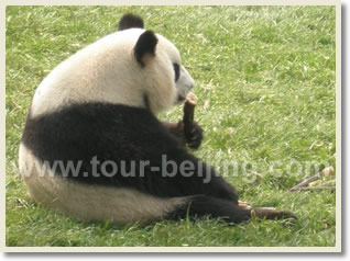 Beijing Family Day Tour D