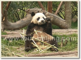 Beijing Family Day Tour D