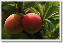 Peaches Picking and Visit Jingdong Stone Gorge Tour