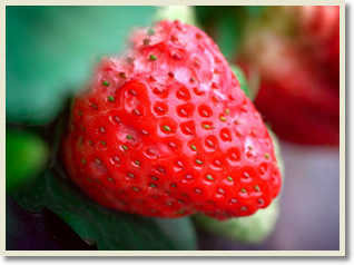 Strawberries Picking and Hike Badaling Great Wall Tour