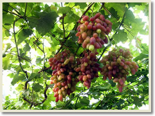 Grapes Picking and Visit Rural Family Tour