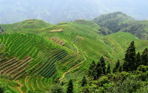 Longji Terraced Field in Longsheng