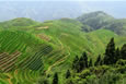 Rice Terraces