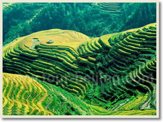 Guilin Longsheng Day Tour