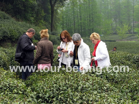 Hangzhou Longjing Tea Plantation