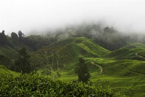 Hangzhou Longjing Tea Plantation