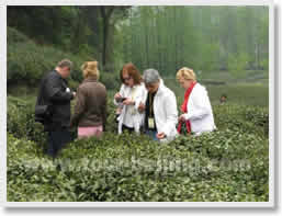 Hangzhou Tea Cultural Day Tour