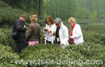 Hangzhou Tea Cultural Day Tour 