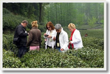 Hangzhou Tea Cultural Day Tour