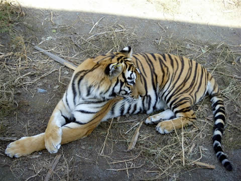 Harbin Siberian Tiger Park