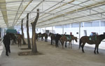 Horseback Riding and Jiuhua Spa Resort