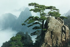 Hangzhou Huangshan 3-Day Tour Package