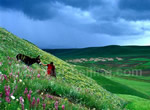 9-Day Kunming - Dali - Lijiang - Shangri-la Private Tour