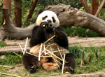 16-Day Sichuan - Lijiang - Grand Shangri-la Overland Private Tour