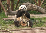 Sichuan Lijiang Grand Shangri-la Overland 16-Day Tour