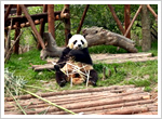 Giant Panda Breeding Base