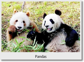 Xian Panda One Day Tour