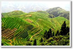 Longji Terraced Field in Guilini