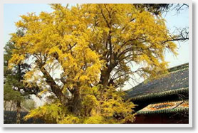 Shangfangshan National Forest Park + Tanzhe Temple Day Tour