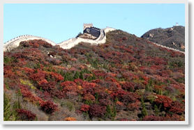 Badaling Great Wall + Badaling National Forest Park Day Tour