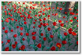 See Tulip Blossoms + 798 Art Space and New CCTV Tower Day Tour