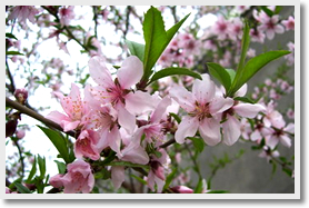See Peach Blossoms + Jingdong (Eastern Beijing) Stalactite Cavern
