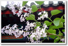 See Lilac Flower + Fayuan Temple and Temple of Heaven Day Tour
