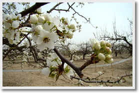Seeing Pear Blossoms + Beijing World Park Day Tour
