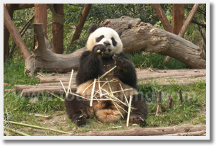 Chengdu Panda Breeding and Research Centre