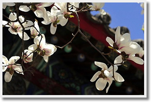Escorted Yulan Magnolia Flower Viewing Day Tour
