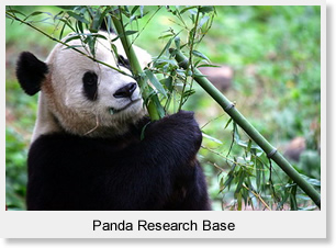 Panda Research Base 