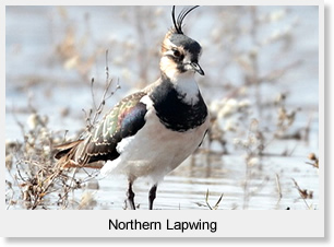 Northern Lapwing  