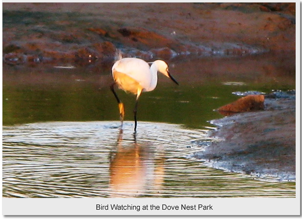 Bird Watching at the Dove Nest Park