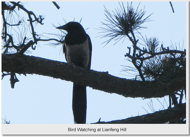  Bird Watching at Lianfeng Hill