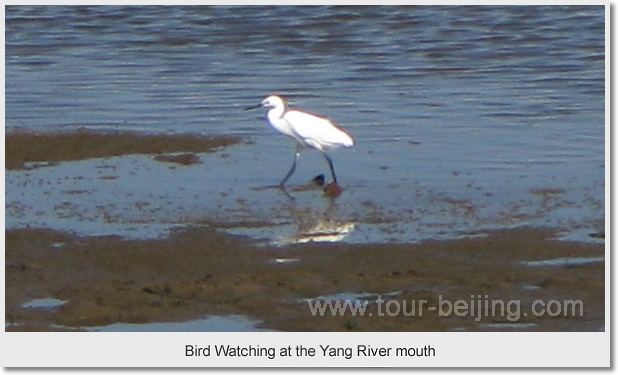 Bird Watching at the Yang River mouth