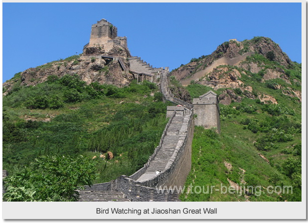 Bird Watching at Jiaoshan Great Wall