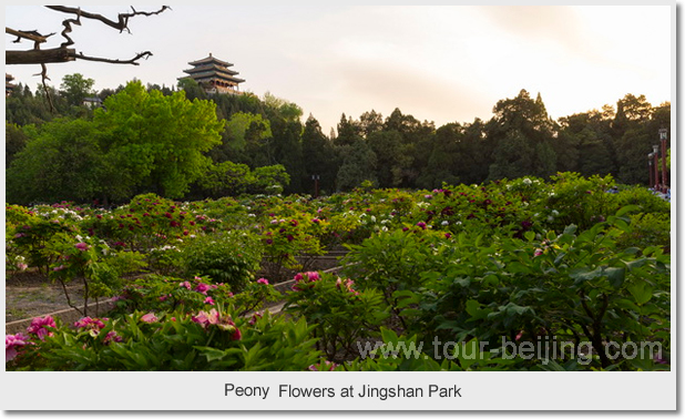 Peony Flowers at Jingshan Park