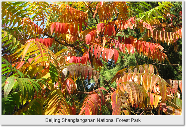 Beijing Shangfangshan National Forest Park