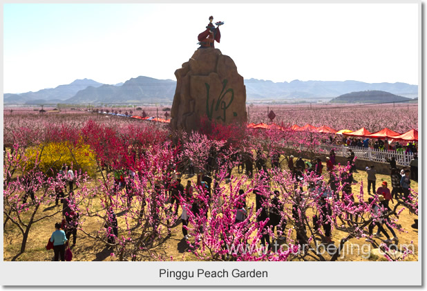 pinggu peach garden