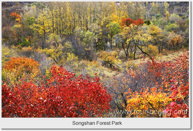 Beijing Songshan Forest Park