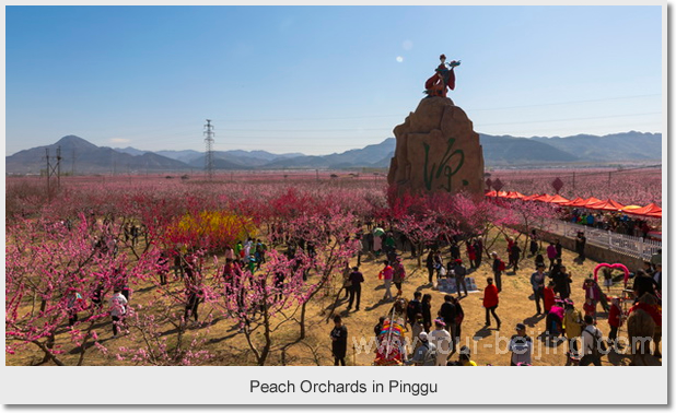 Peach Orchards in Pinggu
