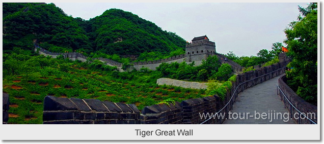 Tiger Great Wall