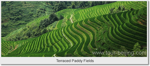  Terraced Paddy Fields