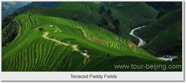  Terraced Paddy Fields