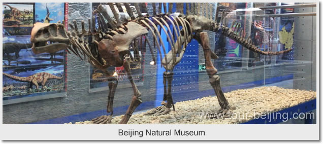 Beijing Natural Museum 